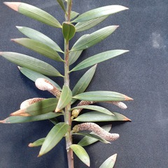 Podocarpus oleifolius