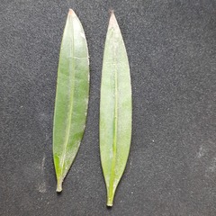 Podocarpus oleifolius