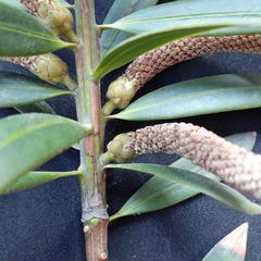 Podocarpus oleifolius