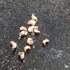 Podocarpus oleifolius