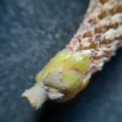 Podocarpus oleifolius