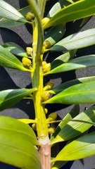 Podocarpus oleifolius