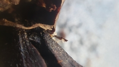 Strobilurus diminutivus