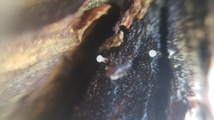 Strobilurus diminutivus