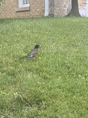 Turdus migratorius