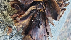 Strobilurus diminutivus