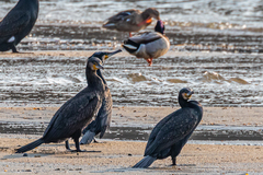 Phalacrocorax carbo
