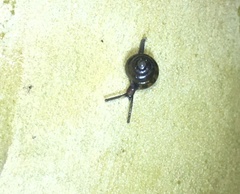 Euconulidae