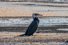 Phalacrocorax carbo