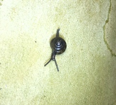Euconulidae