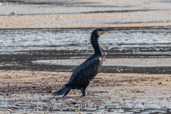 Phalacrocorax carbo