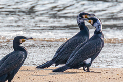 Phalacrocorax carbo