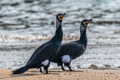 Phalacrocorax carbo