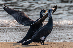 Phalacrocorax carbo