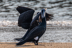 Phalacrocorax carbo