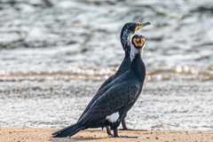 Phalacrocorax carbo