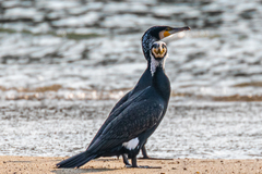 Phalacrocorax carbo