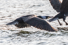 Phalacrocorax carbo