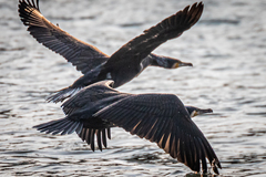 Phalacrocorax carbo