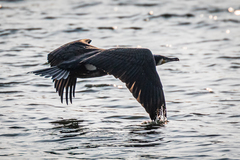 Phalacrocorax carbo