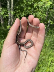 Thamnophis brachystoma