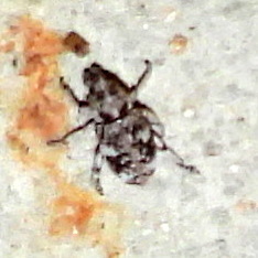 Colecerus marmoratus