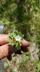Nemophila spatulata