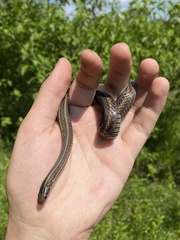 Thamnophis brachystoma