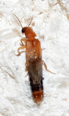 Distremocephalus texanus