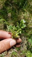 Nemophila spatulata