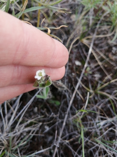 Silene involucrata ssp. tenella
