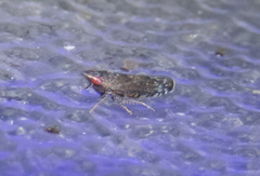 Scaphytopius rubellus