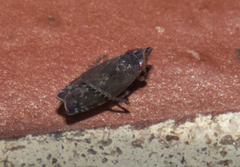 Scaphytopius rubellus