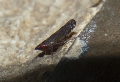 Scaphytopius rubellus