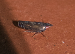 Scaphytopius rubellus
