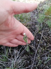 Silene involucrata tenella