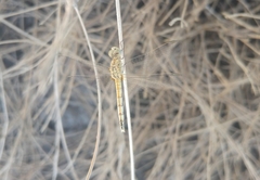 Selysiothemis nigra
