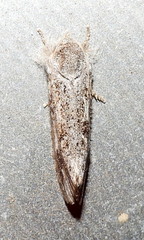Acrolophus griseus