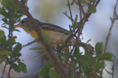 Setophaga americana × pitiayumi