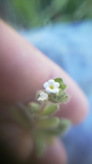 Plagiobothrys torreyi diffusus