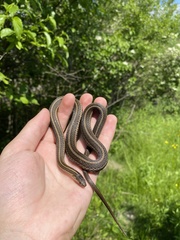 Thamnophis brachystoma