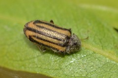Astylus pallipes