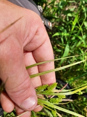 Carex pallescens
