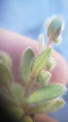 Plagiobothrys torreyi diffusus