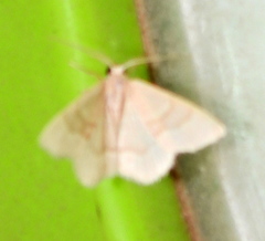 Chlorochlamys appellaria