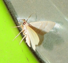 Chlorochlamys appellaria