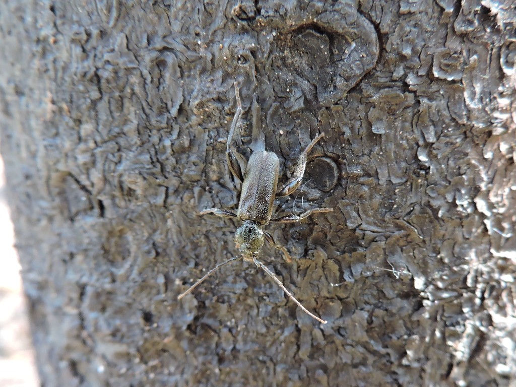 Callidium coriaceum