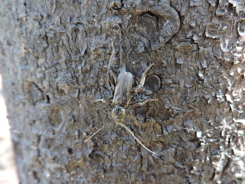 Callidium coriaceum