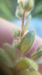 Plagiobothrys torreyi diffusus