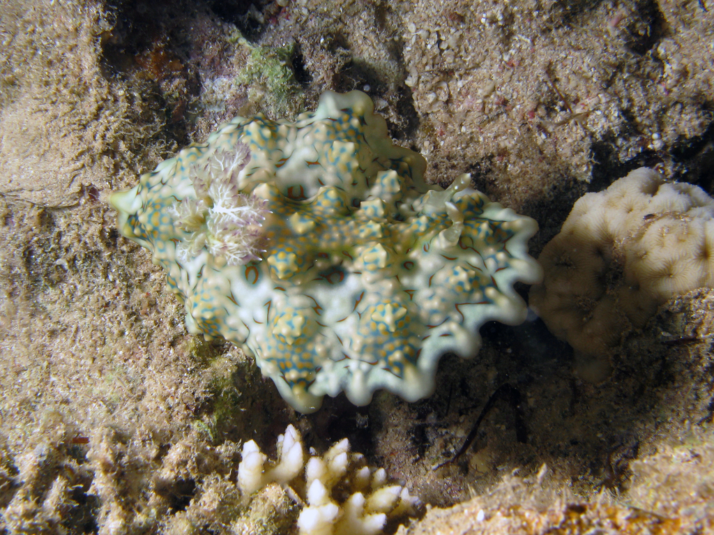 Pancake Lobe-margin Dorid